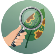 Pest and Disease Detection